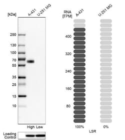 Lipolysis Stimulated Lipoprotein Receptor Antibody, Novus Biologicals:Antibodies:Primary